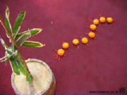 cny05chang.jpg